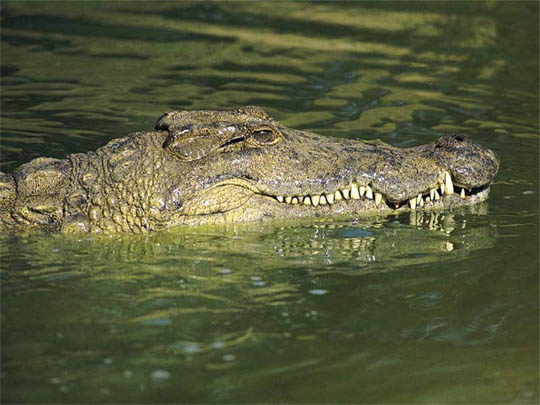 croc