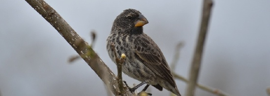 GROUNDFINCH
